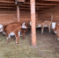Грантовую  поддержку на 64 млн. рублей получили фермеры Агинского района  в  2025 году. - Агинский район